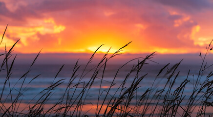Grass silhouette with a dramatic sunset setting over the ocean 