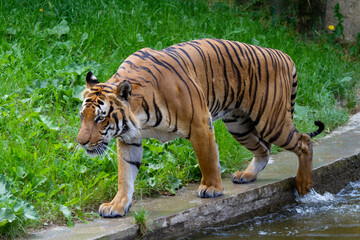 wild adult tiger walks in the grass next to the river in the park during the day