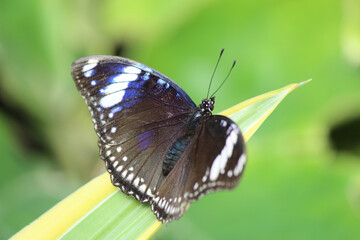 Butterlfy