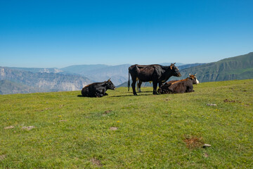 Cows grazing on Alpine meadows on the background of a mountainous landscape. On a Sunny summer day. The concept of eco-friendly products
