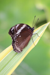 Brown butterfly