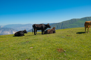 Cows grazing on Alpine meadows on the background of a mountainous landscape. On a Sunny summer day. The concept of eco-friendly products
