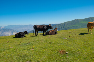Fototapeta na wymiar Cows grazing on Alpine meadows on the background of a mountainous landscape. On a Sunny summer day. The concept of eco-friendly products 