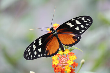 Fototapeta na wymiar BW butterfly