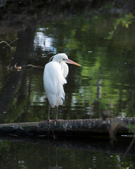 Great White Egret Stock Photo.  close-up profile view standing on log displaying beautiful white fluffy feathers plumage by the water with a background in its environment and habitat. Image. Picture.