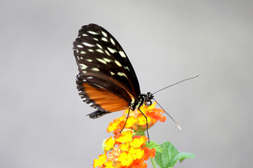 butterfly on flower