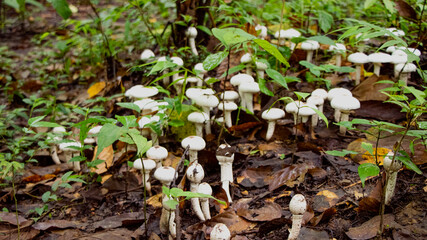 mushrooms in the forest