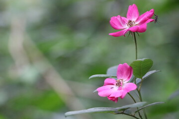 pink flower