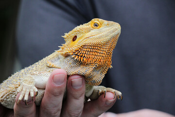 lizard