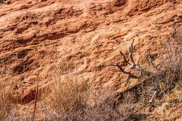 dead tree in front of red rock formation