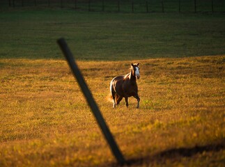 This scenic image shows a beautiful brown horse running wildly through an open field landscape. 