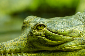 
eye of the gavial. wild green gavial in nature on a rock by the lake