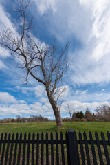 A single crooked tall tree with no leaves in a garden. There's green grass on the ground and a dark green wooden fence in the foreground. The sky in the background is blue with dramatic clouds. 