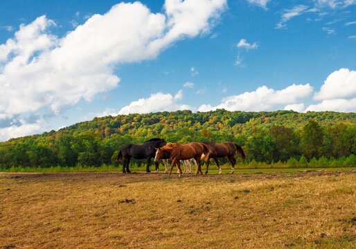 This image shows a group of horses roaming about rural land with lush trees and dramatic clouds behind.