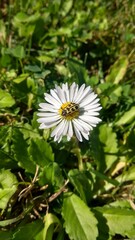 Flower and a bug