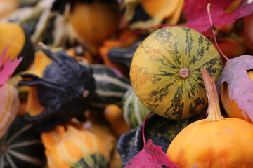 Gourds at the farm.