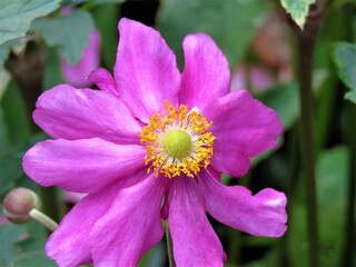 Obraz premium pink and yellow flower