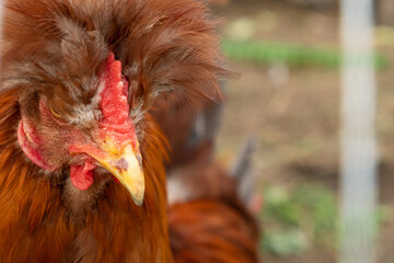 Red laying hens on a private farm. Close-up portrait. The concept of eco-friendly food.