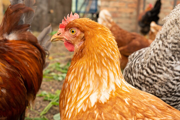 Red laying hens on a private farm. Close-up portrait. The concept of eco-friendly food.