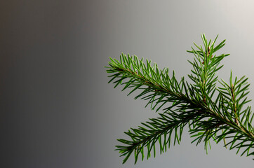 christmas tree branches on a colored background. space