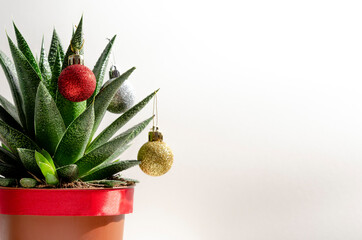 Christmas succulent with colored balls on white background