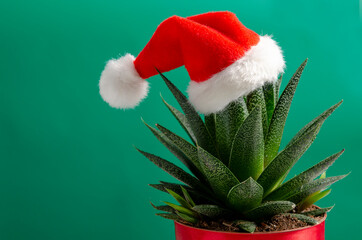 Christmas succulent with santa hat on green background