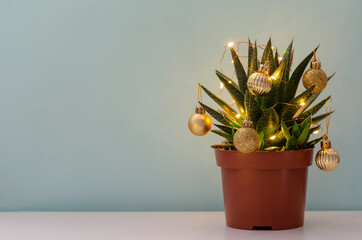 Christmas succulent with golden balls on blue background