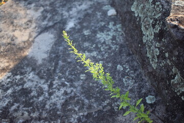 green leaf over stone with sunligth ray