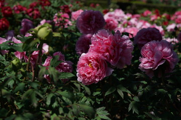Light Pink Flower of Peony in Full Bloom
