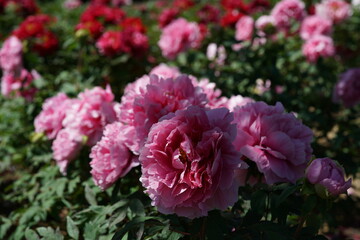 Light Pink Flower of Peony in Full Bloom
