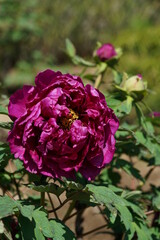 Light Purple Flower of Peony in Full Bloom
