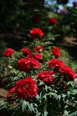 Fototapeta na wymiar Light Red Flower of Peony in Full Bloom 
