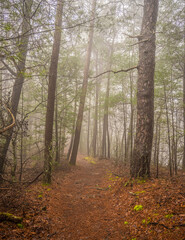 Obraz premium Fog Covers Pine Straw Traiil