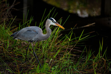 Heron Hunting on Edge of Swamp
