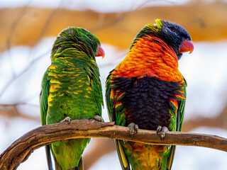 Two loveable lorikeets 3