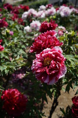 Light Pink Flower of Peony in Full Bloom
