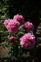 Light Pink Flower of Peony in Full Bloom
