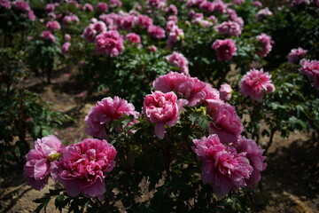 Light Pink Flower of Peony in Full Bloom
