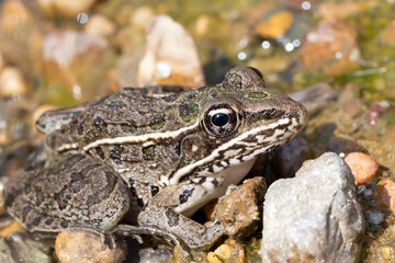 Close Up of a Leopard Frog on Wet and Rocky Ground