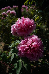 Light Red Flower of Peony in Full Bloom
