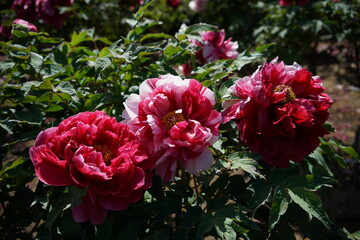 Light Red Flower of Peony in Full Bloom
