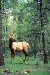 Naklejka na ściany i meble Bull Elk (Cervus elaphus) in a green pine forest