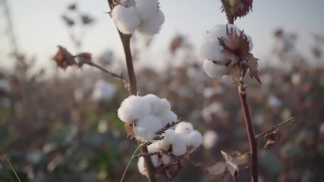oft, ball, boll, fiber, grow, growth, industry, stem, textured, video, white, wind, bud, cotton, crop, cultivated, fabric, agriculture, field, flower, fluffy, green, harvest, material, nature, sky, sl