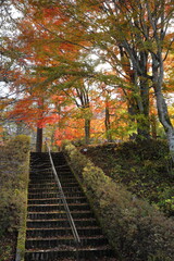 Fototapeta na wymiar 山中湖の紅葉風景