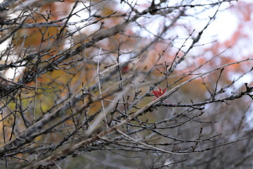 山中湖の紅葉風景