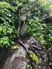 Obraz premium tree in the forest