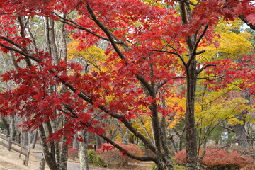 山中湖の紅葉風景
