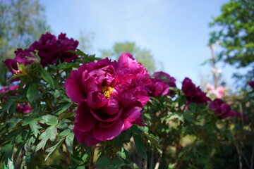 Red Flower of Peony in Full Bloom
