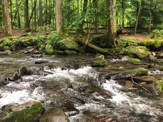 Obraz premium stream in the forest