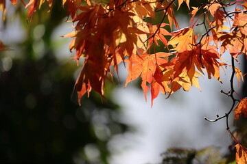 山中湖の紅葉風景